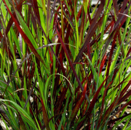 Proso rózgowate- Panicum virgatum 'Sangria' (p9)