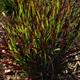 Proso rózgowate- Panicum virgatum 'Sangria' (p9)