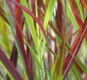 Proso rózgowate- Panicum virgatum 'Sangria' (p9)