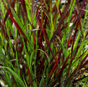 Proso rózgowate- Panicum virgatum 'Sangria' 