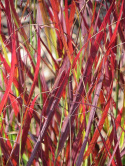 Proso rózgowate- Panicum virgatum 'Sangria' 