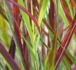 Proso rózgowate- Panicum virgatum 'Sangria' 