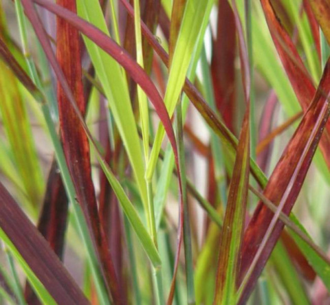 Proso rózgowate- Panicum virgatum 'Sangria' 