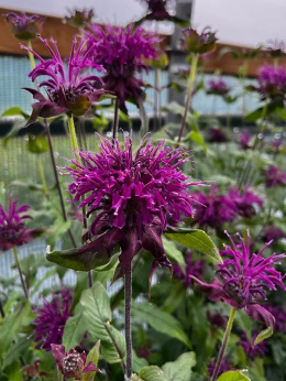 Pysznogłówka- Monarda 'Westacre Purple'