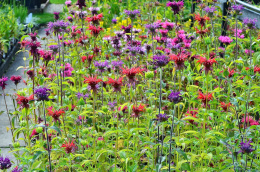 Pysznogłówka- Monarda 'Westacre Purple'