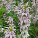 Pysznogłówka kropkowana- Monarda punctata