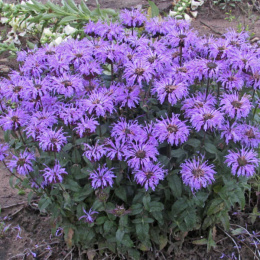 Pysznogłówka- Monarda 'Sugar Buzz™ Blue Moon'