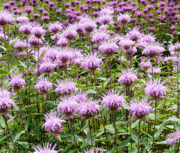 Pysznogłówka miętolistna- Monarda menthifolia 'Mohikaner' (p9)