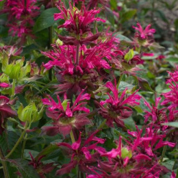 Pysznogłówka szkarłatna- Monarda didyma 'Dancing Bird'