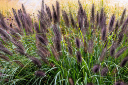 Rozplenica- Pennisetum alopecuroides ‘Black Beauty’ (p9)