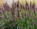 Rozplenica- Pennisetum alopecuroides ‘Black Beauty’ (p9)