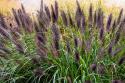 Rozplenica- Pennisetum alopecuroides ‘Black Beauty’