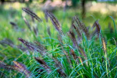 Rozplenica- Pennisetum alopecuroides ‘Black Beauty’