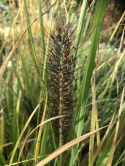 Rozplenica- Pennisetum alopecuroides ‘Black Beauty’