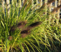 Rozplenica- Pennisetum alopecuroides ‘Black Beauty’