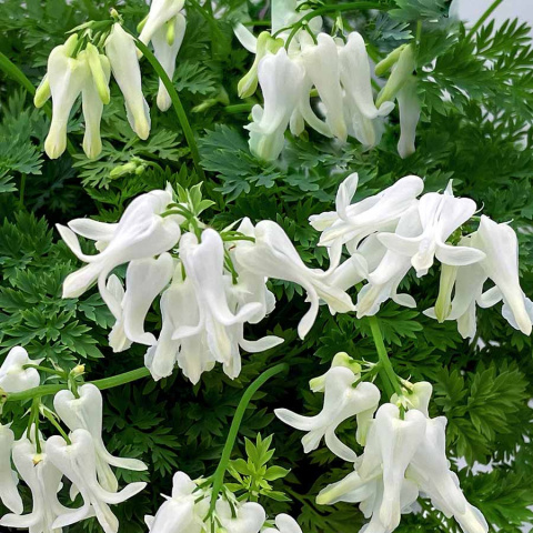 Serduszka osobliwa - Dicentra peregrina Amore Titanium Serduszka osobliwa - Dicentra peregrina Amore Titanium