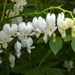 Serduszka - Dicentra spectabilis Alba (p9)