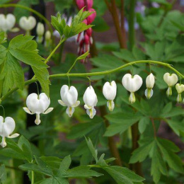 Serduszka - Dicentra spectabilis Alba (p9)