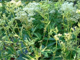 Wiązówka błotna - Filipendula ulmaria Veriegata (p9)