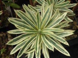 Wilczomlecz - Euphorbia char. Emmer Green (p9)