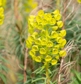 Wilczomlecz - Euphorbia char. Shorty (p9)