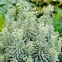 Wilczomlecz - Euphorbia char. Silver Edge