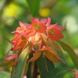 Wilczomlecz - Euphorbia griffithii Beauty Orange