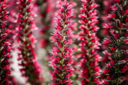 Żmijowiec czerwony - Echium amoenum Red Feathers