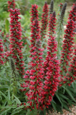 Żmijowiec czerwony - Echium amoenum Red Feathers