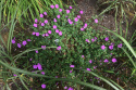 Bodziszek - Geranium 'Blushing Turtle'