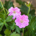 Bodziszek - Geranium 'Blushing Turtle'