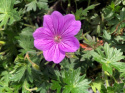 Bodziszek - Geranium 'Blushing Turtle'