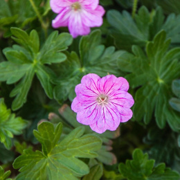 Bodziszek - Geranium 'Blushing Turtle' (p9)