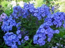 Floks wiechowaty- Phlox paniculata 'Blue Boy' (p9)