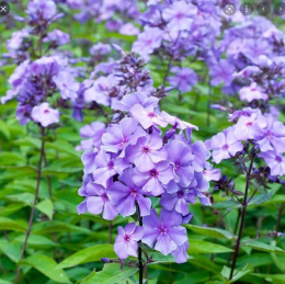 Floks wiechowaty- Phlox paniculata 'Blue Boy' (p9)