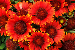 Gaillardia 'Gusto Paprika'