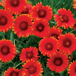 Gaillardia 'Sun Buddies Red'