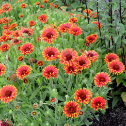 Gaillardia 'Sun Buddies Red'