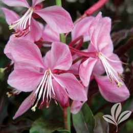 Gaura 'Crimson Butterlies'