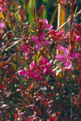 Gaura 'Crimson Butterlies'