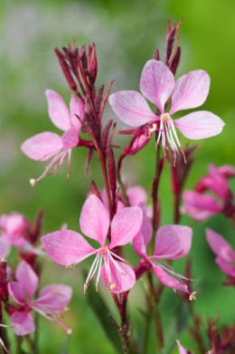 Gaura 'Crimson Butterlies' (p9)