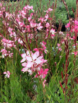 Gaura Crimson lindh. Rosy Jane (p9)