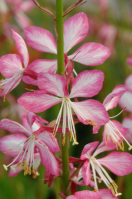 Gaura Crimson lindh. Rosy Jane (p9)