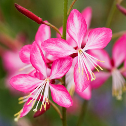 Gaura Crimson lindh. Rosy Jane