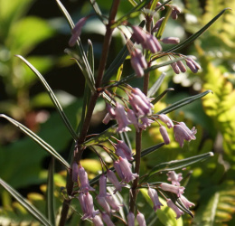 Kokoryczka curvistylum- Polygonatum curvistylum (p9)