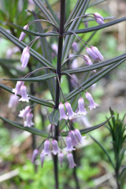 Kokoryczka curvistylum- Polygonatum curvistylum (p9)