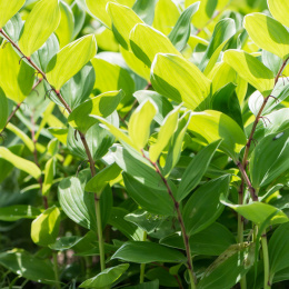 Kokoryczka sierpowata- Polygonatum falcatum 'Golden Gift' (p9)