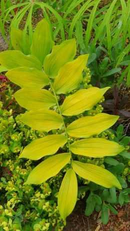 Kokoryczka sierpowata- Polygonatum falcatum 'Golden Gift' (p9)