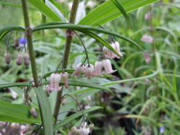 Kokoryczka okółkowa- Polygonatum verticillatum RUBRUM