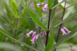 Kokoryczka okółkowa- Polygonatum verticillatum RUBRUM